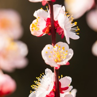 梅の花