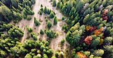 Aerial view of the crown of trees, coniferous autumn forest with meadows, forward movement