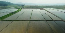 Rice fields in Suikyou where rice planting has been completed amid rising rice prices