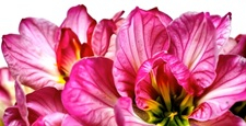 Vibrant and Beautiful Pink Tulips Blossom Gracefully in a Stunning CloseUp View