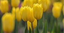春の光に透ける満開の黄色いチューリップ畑