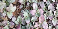 Vertical Dolly out of Vibrant purple leaves contrast with green foliage. Plants spread densely across a moist, earthy ground. Natural texture suggests a woodland or garden setting. Ideal for nature, b