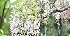 藤の花