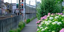 繡球花與電車（繡球花、東武裙樹線） 沿著春日部的繡球花路運行的電車。