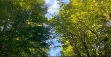 沿著綠樹成蔭的道路疾馳，感受初夏的微風