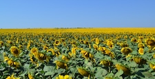 Endless blooming sunflower field against a bright blue sky, symbolizing summer, energy and abundance