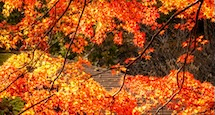 日の当たるもみじの紅葉