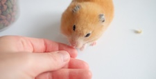 Feeding hamsters