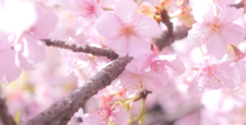 京都淀水路、春の日差しの中、風に揺れる河津桜の花びら