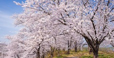山形寒河江の春　桜満開の寒河江公園