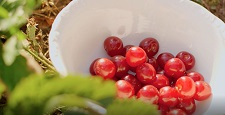Woman's hand throws fresh and ripe delicious red cherries into a beautiful white plate in the garden in summer time. Close up