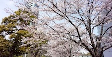 東京都港区六本木にある東京ミッドタウン周辺の桜の景色