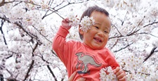 A toddler rejoicing under the cherry blossoms in full bloom