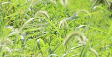 草原　ネコジャラシ　エノコログサ